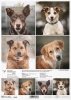 Schronisko w Korabiewicach, fotografie zwierząt, psy, Dorota Majcher*Shelter in Korabiewice, animal photography, dogs, Dorota Majcher*Tierheim in Korabiewice, Tierfotografie, Hunde, Dorota Majcher*Refugio en Korabiewice, fotografía de animales, perros, Do